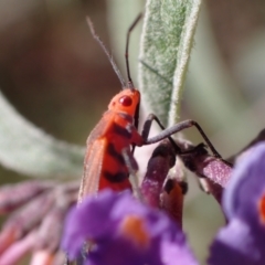 Leptocoris mitellatus at Murrumbateman, NSW - 25 Feb 2024