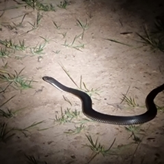 Austrelaps ramsayi (Highlands Copperhead) at Namadgi National Park - 13 Feb 2024 by ChrisHolder