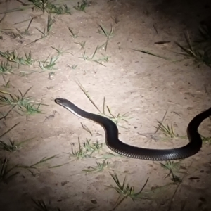 Austrelaps ramsayi at Namadgi National Park - 13 Feb 2024