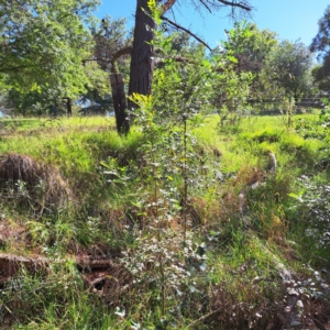 Fraxinus angustifolia at Mount Majura - 25 Feb 2024