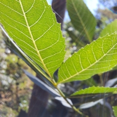 Fraxinus angustifolia at Mount Majura - 25 Feb 2024