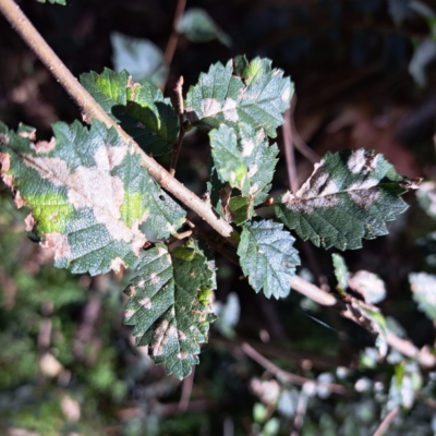 Ulmus procera (English Elm) at Mount Majura - 24 Feb 2024 by abread111