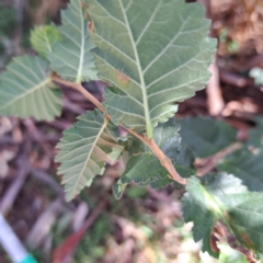 Ulmus procera at Mount Majura - 25 Feb 2024