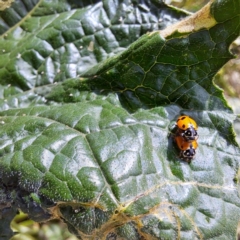 Hippodamia variegata (Spotted Amber Ladybird) at Watson, ACT - 24 Feb 2024 by abread111