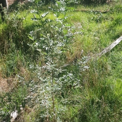 Fraxinus angustifolia (Desert Ash) at Mount Majura - 25 Feb 2024 by MAX