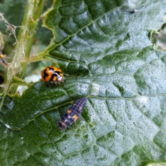 Coccinella transversalis (Transverse Ladybird) at Watson, ACT - 24 Feb 2024 by abread111