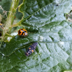 Coccinella transversalis at Watson, ACT - 24 Feb 2024