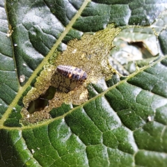 Coccinella transversalis at Watson, ACT - 24 Feb 2024