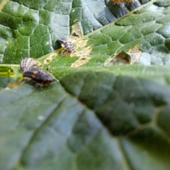 Coccinella transversalis at Watson, ACT - 24 Feb 2024