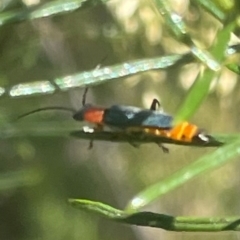 Chauliognathus tricolor (Tricolor soldier beetle) at Red Hill NR (RED) - 18 Feb 2024 by JamonSmallgoods