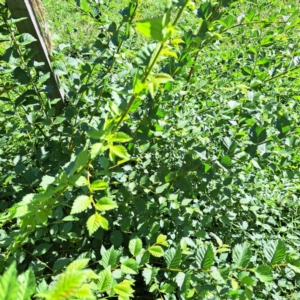 Ulmus procera at Watson, ACT - 22 Feb 2024