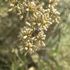 Syrphidae (family) at Red Hill NR (RED) - 18 Feb 2024 by JamonSmallgoods