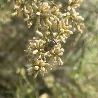 Syrphidae (family) at Deakin, ACT - 17 Feb 2024 by JamonSmallgoods