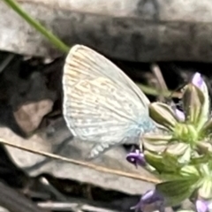 Zizina otis (Common Grass-Blue) at Deakin, ACT - 17 Feb 2024 by JamonSmallgoods