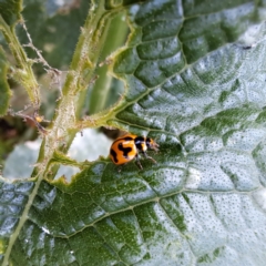 Coccinella transversalis (Transverse Ladybird) at Watson, ACT - 24 Feb 2024 by abread111