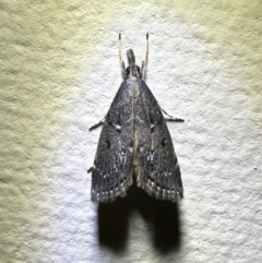 Schrankia capnophanes (A Noctuid moth (Hypenodinae) at Murramarang National Park - 19 Feb 2024 by Pirom