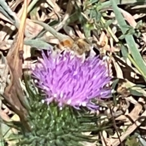 Apis mellifera at Mugga Mugga NR (MUG) - 25 Feb 2024 12:57 PM