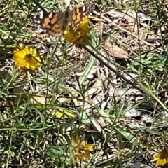 Vanessa kershawi (Australian Painted Lady) at Mount Mugga Mugga - 25 Feb 2024 by JamonSmallgoods