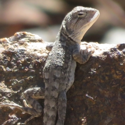 Amphibolurus muricatus (Jacky Lizard) at Block 402 - 24 Feb 2024 by Christine