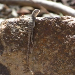 Amphibolurus muricatus at Bluetts Block (402, 403, 12, 11) - 25 Feb 2024 10:41 AM