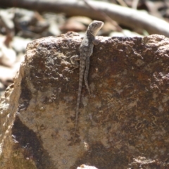 Amphibolurus muricatus at Block 402 - 25 Feb 2024