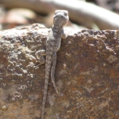 Amphibolurus muricatus at Bluetts Block (402, 403, 12, 11) - 25 Feb 2024 10:41 AM
