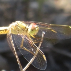 Diplacodes haematodes (Scarlet Percher) at Block 402 - 25 Feb 2024 by Christine