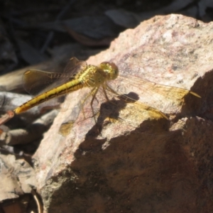 Diplacodes haematodes at Bluetts Block (402, 403, 12, 11) - 25 Feb 2024 11:36 AM