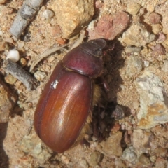 Colpochila sp. (genus) (Scarab or Chafer) at Denman Prospect 2 Estate Deferred Area (Block 12) - 25 Feb 2024 by Christine