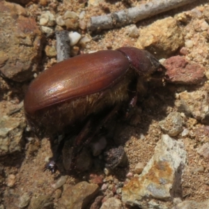 Colpochila sp. (genus) at Denman Prospect 2 Estate Deferred Area (Block 12) - 25 Feb 2024 11:57 AM