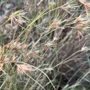 Themeda triandra at Aranda, ACT - 22 Feb 2024