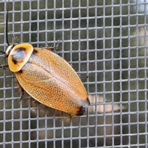 Ellipsidion australe at Isaacs, ACT - 25 Feb 2024