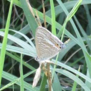 Lampides boeticus at National Arboretum Forests - 24 Feb 2024