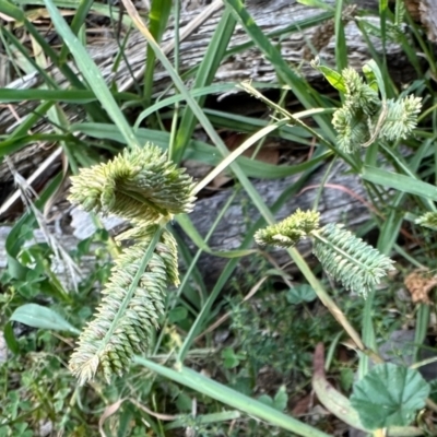 Eleusine tristachya (Goose Grass, Crab Grass, American Crows-Foot Grass) at Aranda, ACT - 22 Feb 2024 by KMcCue