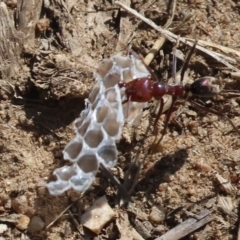 Iridomyrmex purpureus (Meat Ant) at Federation Hill - 25 Feb 2024 by KylieWaldon