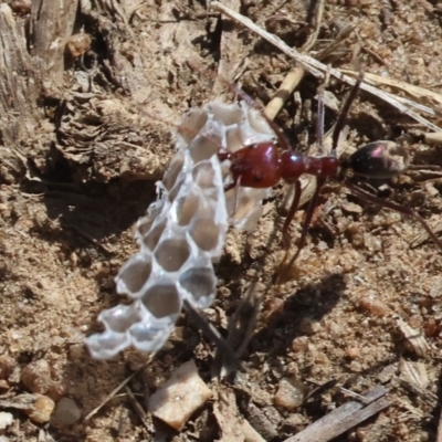Iridomyrmex purpureus (Meat Ant) at Federation Hill - 25 Feb 2024 by KylieWaldon