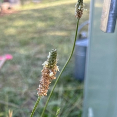 Plantago lanceolata (Ribwort Plantain, Lamb's Tongues) at Aranda, ACT - 22 Feb 2024 by KMcCue