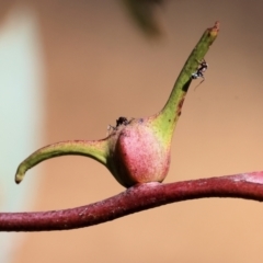 Unidentified Eucalyptus Gall at West Wodonga, VIC - 24 Feb 2024 by KylieWaldon