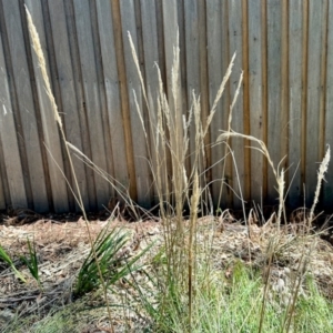 Austrostipa sp. at Aranda, ACT - 25 Feb 2024