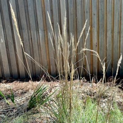 Austrostipa sp. (A Corkscrew Grass) at Aranda, ACT - 25 Feb 2024 by KMcCue