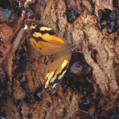 Heteronympha merope (Common Brown Butterfly) at Federation Hill - 24 Feb 2024 by KylieWaldon