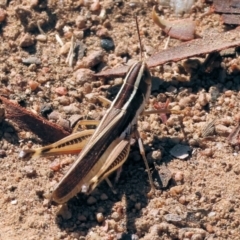 Macrotona sp. (genus) at West Wodonga, VIC - 24 Feb 2024 by KylieWaldon