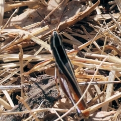 Macrotona australis (Common Macrotona Grasshopper) at Federation Hill - 24 Feb 2024 by KylieWaldon