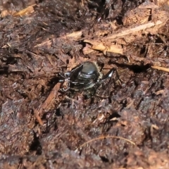 Unverified Beetle (Coleoptera) at Wodonga - 25 Feb 2024 by KylieWaldon