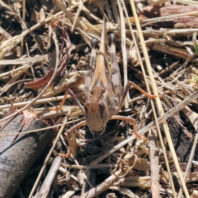 Oedaleus australis (Australian Oedaleus) at Federation Hill - 24 Feb 2024 by KylieWaldon