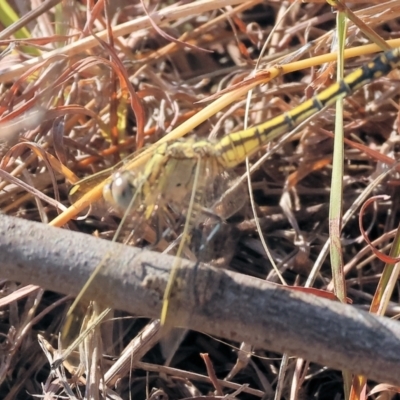 Orthetrum caledonicum (Blue Skimmer) at Federation Hill - 24 Feb 2024 by KylieWaldon