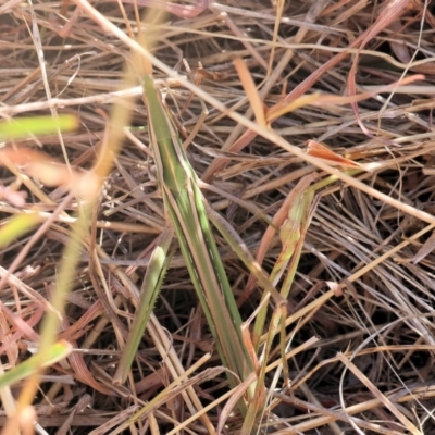 Acrida conica (Giant green slantface) at Federation Hill - 24 Feb 2024 by KylieWaldon