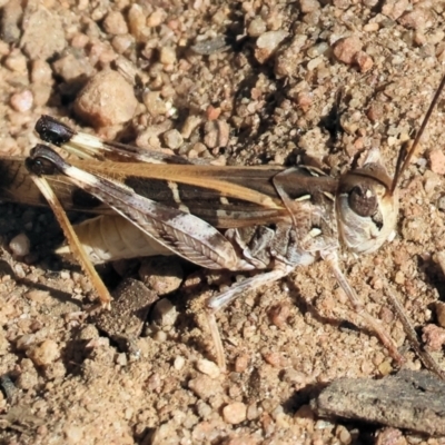 Oedaleus australis (Australian Oedaleus) at Federation Hill - 24 Feb 2024 by KylieWaldon