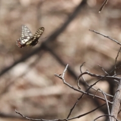 Papilio anactus (Dainty Swallowtail) at Wodonga - 24 Feb 2024 by KylieWaldon