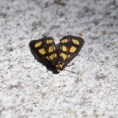 Asura cervicalis (Spotted Lichen Moth) at Macarthur, ACT - 25 Feb 2024 by RodDeb